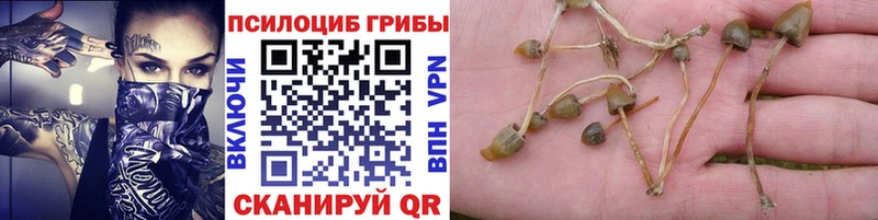 Псилоцибиновые грибы GOLDEN TEACHER  Кинешма 